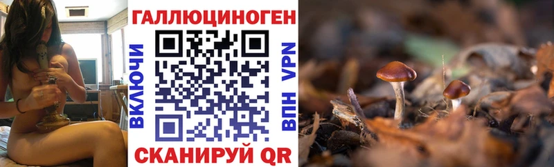 Псилоцибиновые грибы Cubensis  Купить закладки  Приморск 